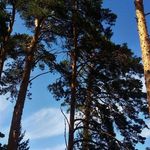 Profile Picture of Tom Lindström (@tom.e.lindstrom) on Instagram