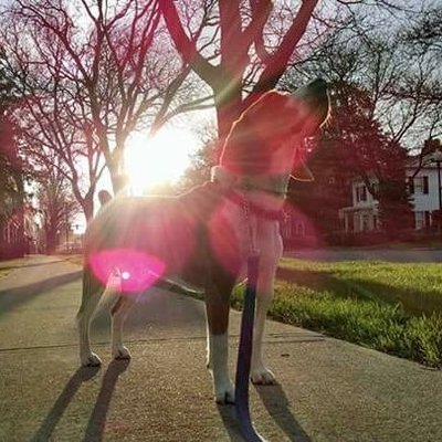 Profile Picture of Brewer The Beagle (@StubbedAvenger) on Twitter