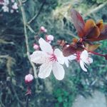 Profile Picture of Antonia Theresa Patten (@toni_mine) on Instagram