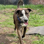 Profile Picture of Peter Baptista (@Pitt7141) on Youtube