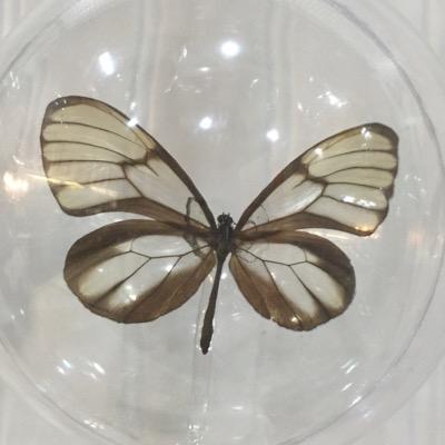 Profile Picture of Stephanie Epps (@ButterflyWGifts) on Twitter
