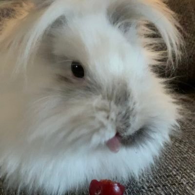 Profile Picture of Carly Phelps (@CarlyPh52326459) on Twitter