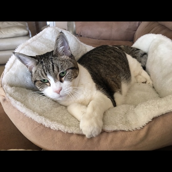 Profile Picture of Shirley Elgindy (@selgindy) on Poshmark