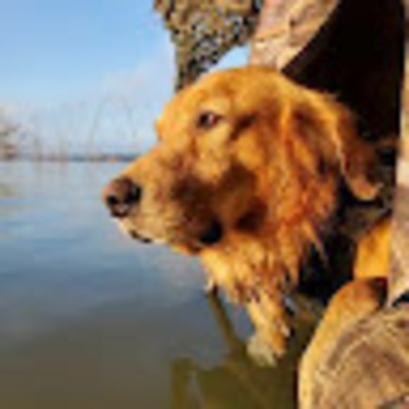 Profile Picture of Scott Roy (@scottroy13) on Poshmark