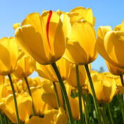 Profile Picture of Kim Puryear (@kimpuryear3968) on Youtube