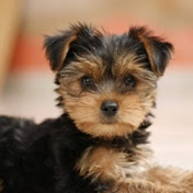 Profile Picture of Joey Burn (@joeyburn8852) on Youtube