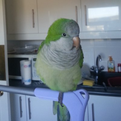 Profile Picture of Dawn Lancaster (@DawnsCrafting) on Twitter