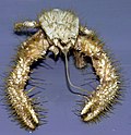 Profile Picture of Kiwa hirsutaon Wikipedia