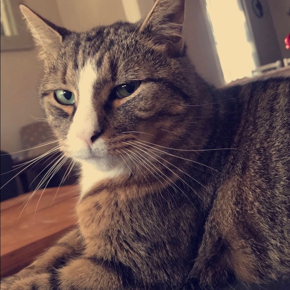 Profile Picture of Tayten Tavener (@taytentroy) on Poshmark