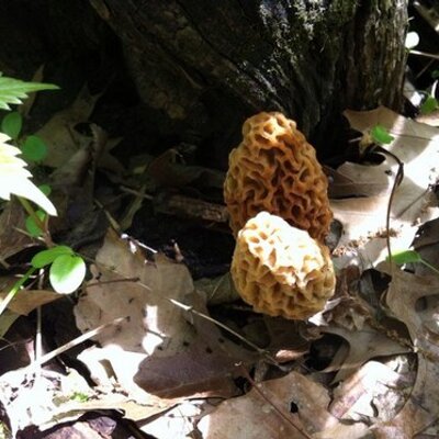 Profile Picture of Joyce Cox (@joycecox1973) on Twitter