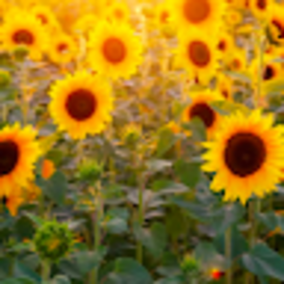 Profile Picture of Kelsey Durback (@kmdurba1) on Poshmark