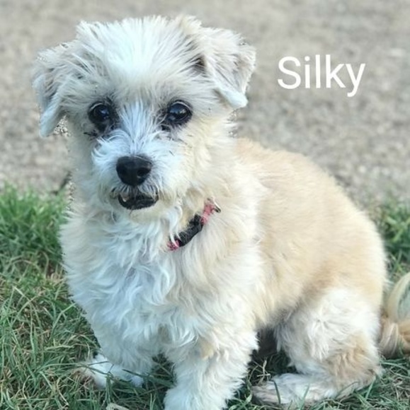 Profile Picture of Silky Dakis (@gddesign) on Poshmark