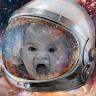 Profile Picture of Carson Harvey (@@stellarjew) on Tiktok