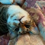 Profile Picture of 𝕍𝕒𝕝𝕖𝕟𝕥𝕚𝕟𝕒 (@nevalentiina) on Instagram