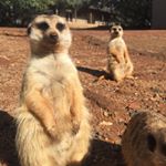 Ploopy & Shunukie - Instagram Profile Picture of Ploopy & Shunukie (@ploopy_the_meerkat) on Instagram
