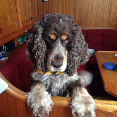 Gillian Morgan - Twitter Profile Picture of Gillian Morgan (@Gillian07058552) on Twitter