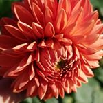 Profile Picture of vsco_posts_save the turtles (@howard.lay.14) on Instagram