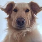 Profile Picture of Mike Nelson (@mike.nelsongolden) on Instagram