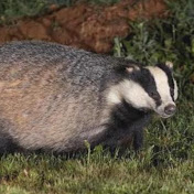 Profile Picture of Liam Boyle (@Liam3822) on Youtube