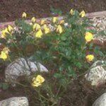 Profile Picture of Eileen Clark (@eileen.clark596) on Instagram