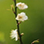 Profile Picture of Mandy Wu (@sharewu) on Flickr