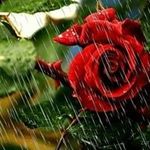 Profile Picture of Tina Sharkey (@sharkey.tina) on Instagram