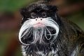 Profile Picture of Tamarinon Wikipedia