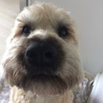 Profile Picture of Buddy 🐾 (@buddythewheatie) on Instagram