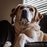 Profile Picture of David Blair (@coloradoraptor) on Instagram