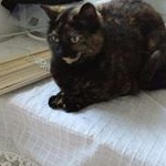 cleo - Instagram Profile Picture of cleo (@cleokittyy) on Instagram