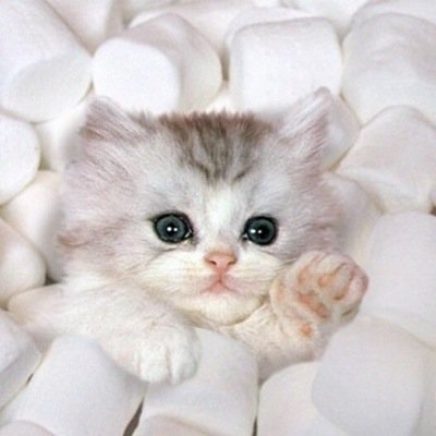 Sarah Ritzel - Twitter Profile Picture of Sarah Ritzel (@RitzelSarah) on Twitter