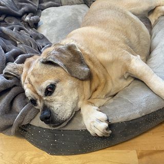 Profile Picture of Sarah Boghosian (@sarah.lavigne.737) on Facebook