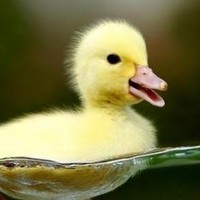 Profile Picture of Amanda Lemieux (@amanda-lemieux) on Quora
