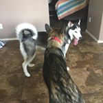 Profile Picture of Shelly Clements (@shelly19751975) on Instagram