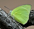Profile Picture of Catopsilia pomonaon Wikipedia