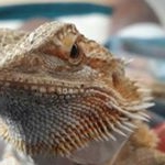 Profile Picture of Liz George (@_pizzie_) on Instagram