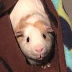 Profile Picture of Felix McSloy (@felix_guineapigloaf) on Instagram