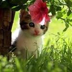 Profile Picture of Rosa Wise (@safe.fathi.7) on Instagram