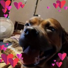 Profile Picture of Joseph Longanecker (@josephlonganecker) on Tiktok