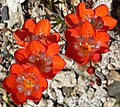 Profile Picture of Tritonia crocataon Wikipedia