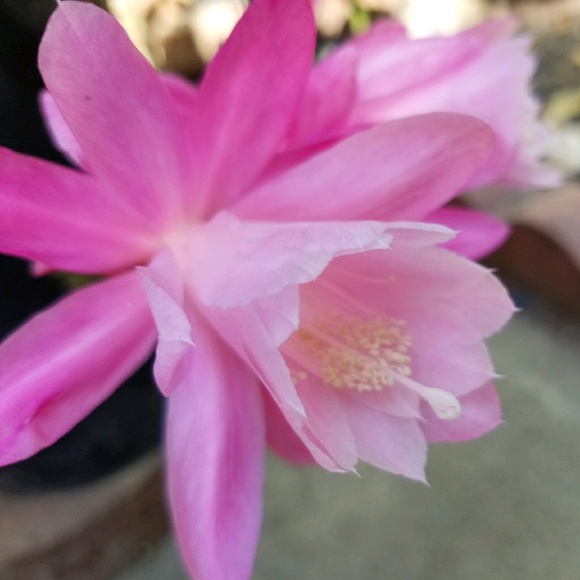 Profile Picture of Sherri Wong (@sherriwong) on Poshmark