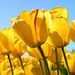 Profile Picture of Alex Mancillas (@mancillas56) on Pinterest