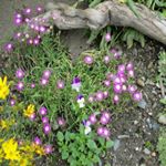 Profile Picture of William Moore (@notionsalebedeva) on Instagram