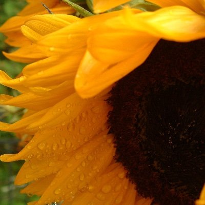 Profile Picture of Micheline Poulin (@mpoulin7) on Twitter