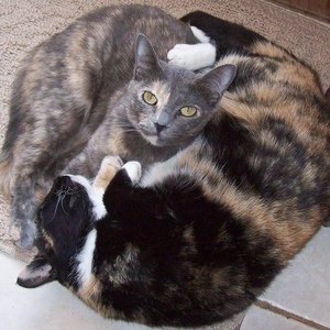 Profile Picture of Veronica Newcomb (@thefurryones) on Myspace