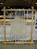 Profile Picture of Parchment - Wikipediaon Wikipedia