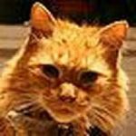 Profile Picture of Dave Corcoran (@corcoran.dave) on Instagram