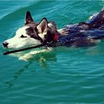 Profile Picture of joe.erdmann (@husky_113) on Instagram