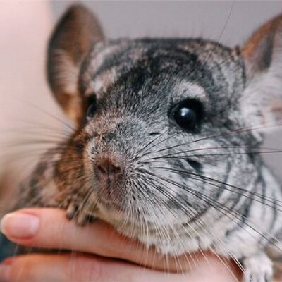 Profile Picture of Katie B (@KatieBeckBowser) on Twitter