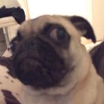 Profile Picture of 💩 (@don.rasha) on Instagram